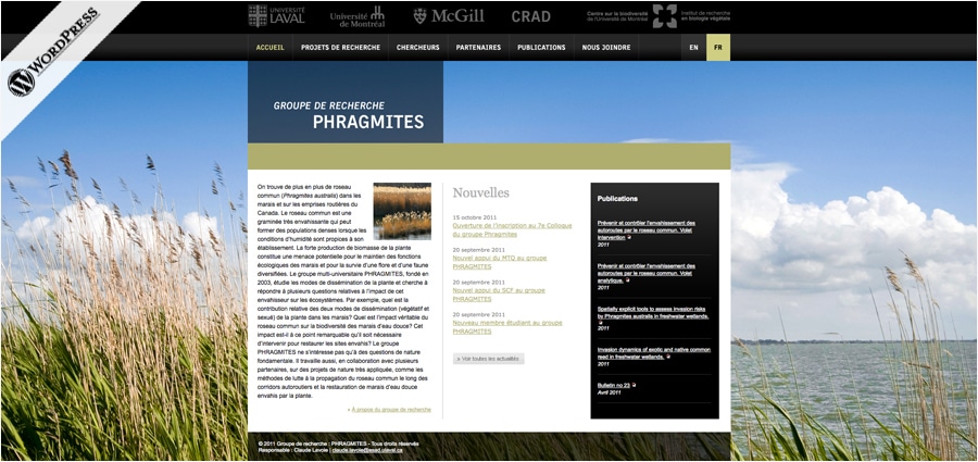 Phragmites - UL